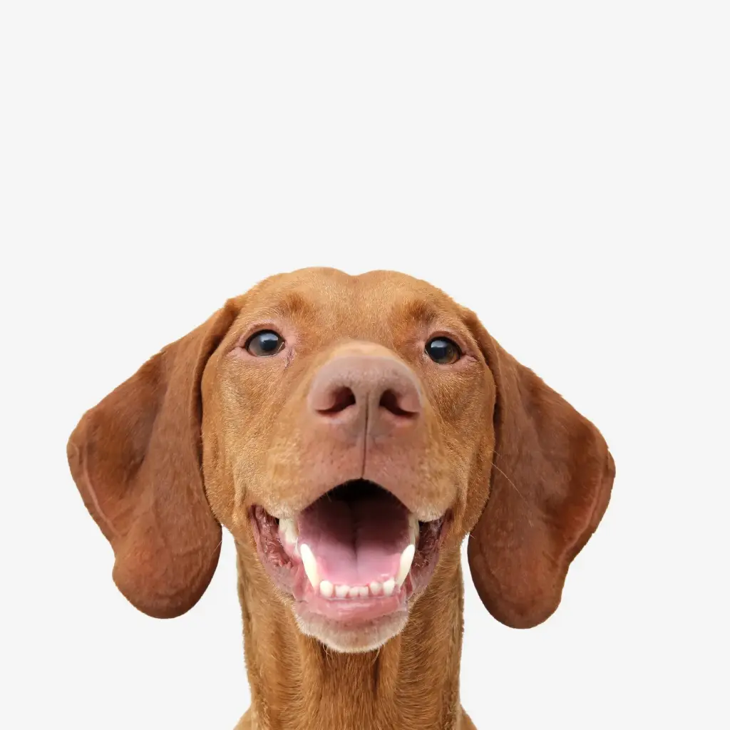 Pack Perros (3 Productos)